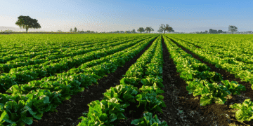 tendencias de alimentación saludable 2025